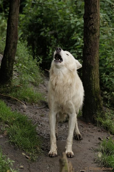DSC01984.JPG - Alaska Wolf